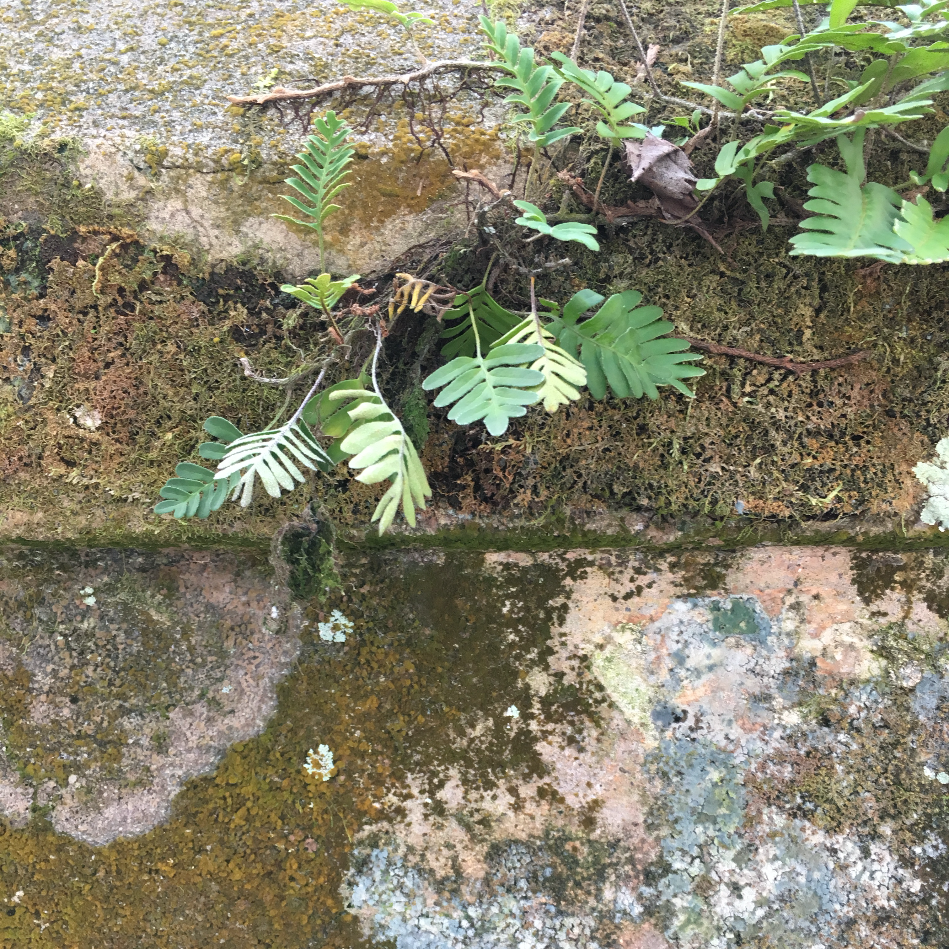 Verdantly sustainable tourism and hospitality